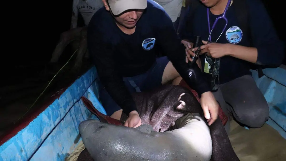 cria de manati es rescatada 1